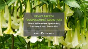 scopolamine addiction
